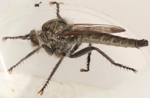 Réf. 326 117 : Machimus rusticus